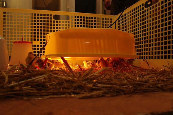płyta-grzewcza-100w Płyta grzewcza do odchowu piskląt 100W