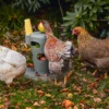 Karmnik zabawka dla kur Chicken Tower na paszę i przysmaki