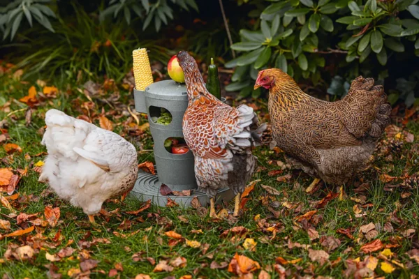 Karmnik zabawka dla kur Chicken Tower na paszę i przysmaki