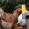 Karmnik zabawka dla kur Chicken Tower na paszę i przysmaki