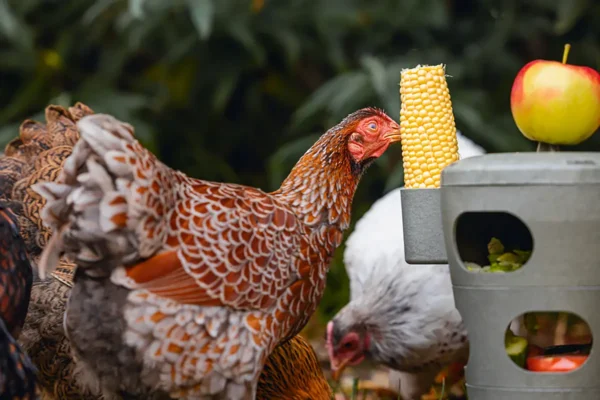 Karmnik zabawka dla kur Chicken Tower na paszę i przysmaki