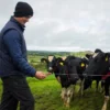 Kieszonkowy tester napięcia pastucha 3w1 - 8kV ze składanym ostrzem
