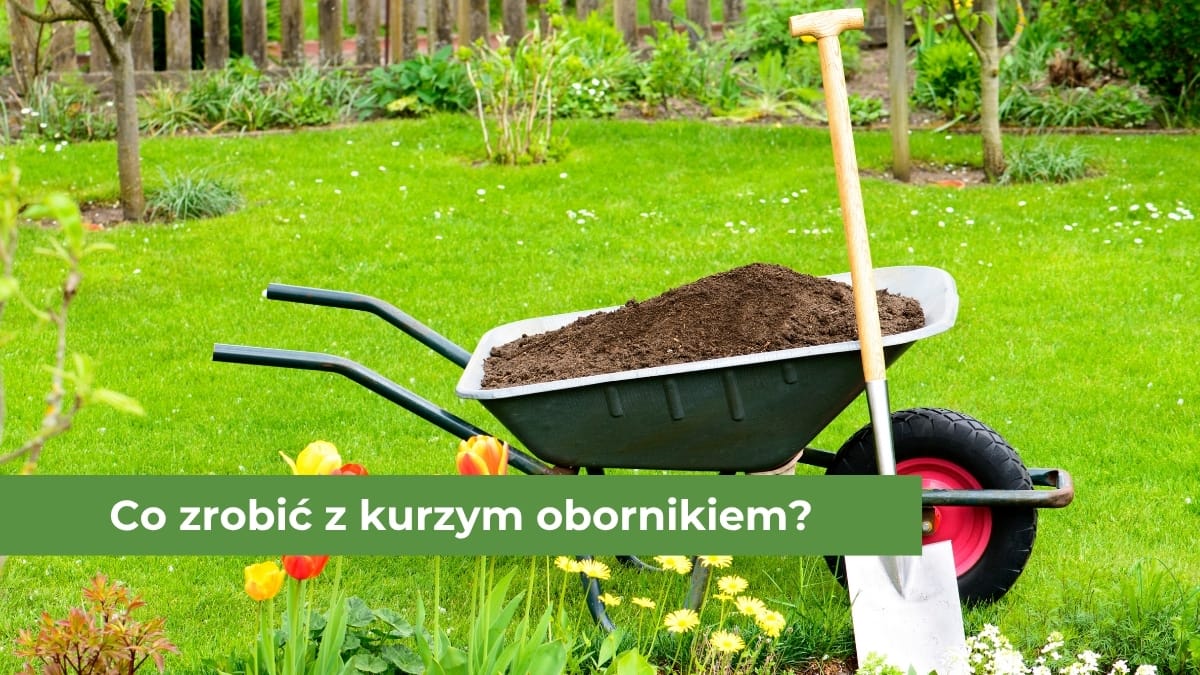 Taczki z obornikiem kurzych i z łopatą znajdujące się w ogrodzie