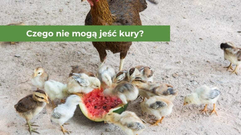 Małe kurczaki jedzące arbuza na wybiegu w obecności dorosłej kury