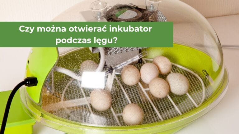 Jajka znajdujące się w inkubatorze