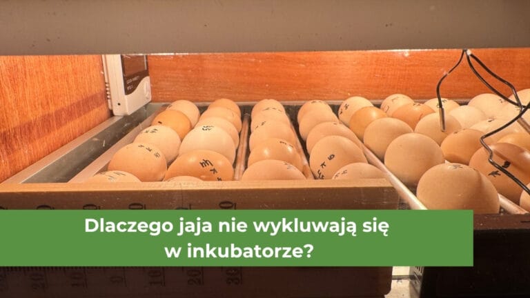 Wiele jajek znajdujących się w inkubatorze
