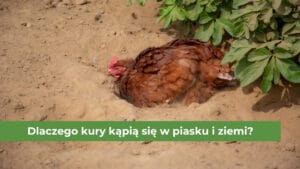 Czerwona kura kąpiąca się w żółtym piasku