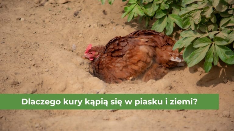 Czerwona kura kąpiąca się w żółtym piasku