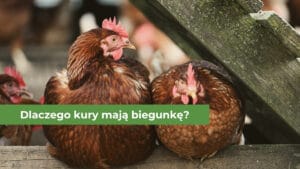 Trzy kury siedzące na drewnianej belce