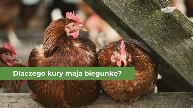 Trzy kury siedzące na drewnianej belce