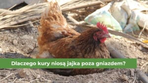 Brązowa kura znosząca jaja na wybiegu