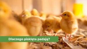 Żółte pisklęta kury
