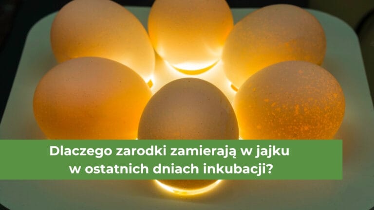 Jajka prześwietlane w specjalnym urządzeniu zwanym owoskopem