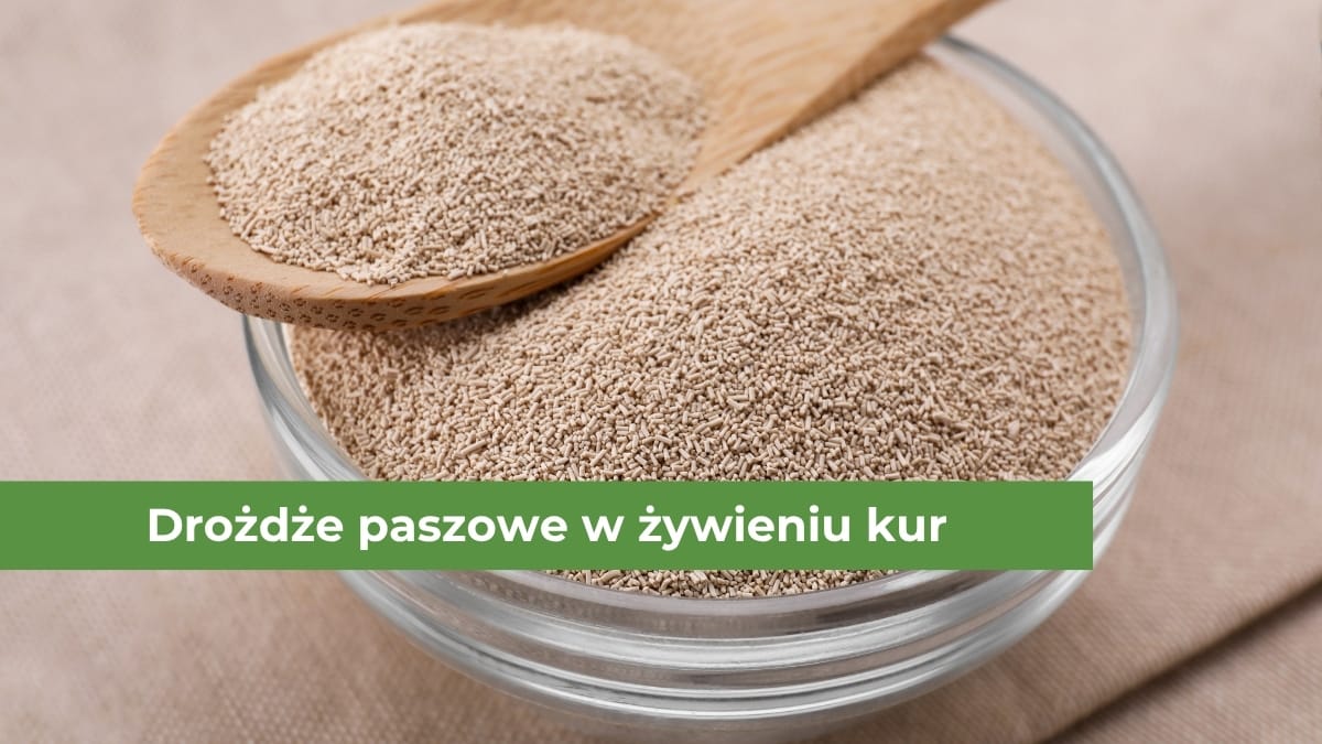 Drożdże paszowe w pojemniku i na drewnianej łyżce