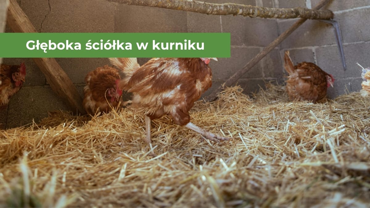 Czerwone kury ogólnoużytkowe znajdujące się na słomianej ściółce w kurniku