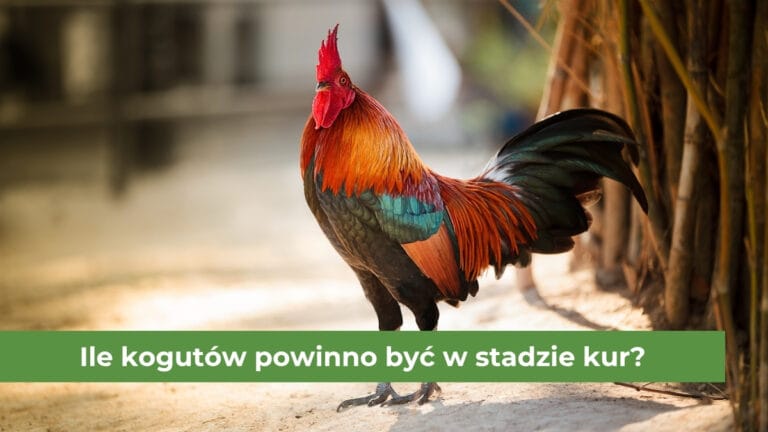 Czerwono-czarny kogut znajdujący się na wybiegu dla kur