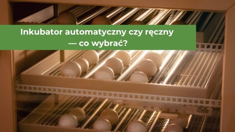 Profesjonalny inkubator jaj do drobiu z wylęgiem