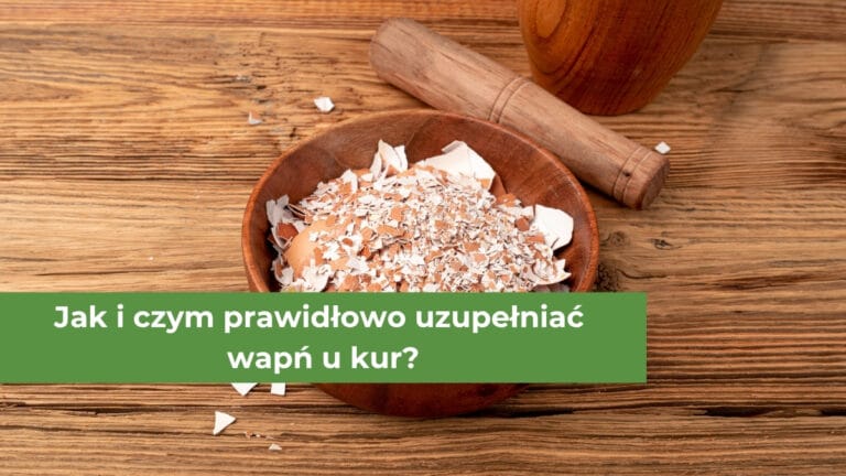 Pokruszone skorupki jajek