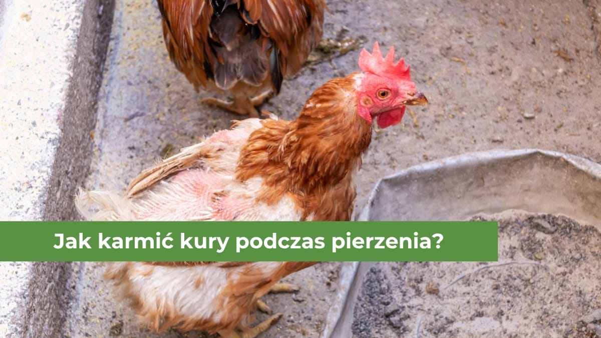 Czerwona kura z ubytkami piór na grzbiecie