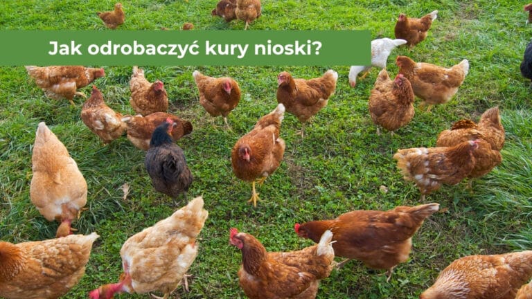 Czerwone kury na zielonej trawie