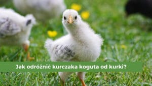 Biały kurczak na zielonej trawie
