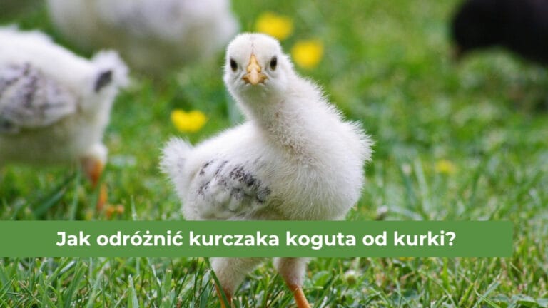 Biały kurczak na zielonej trawie