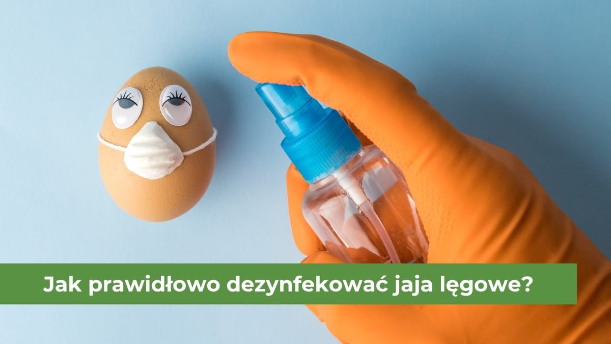 Jajko na niebieskim stole spryskiwane przez specjalny środek dezynfekujący