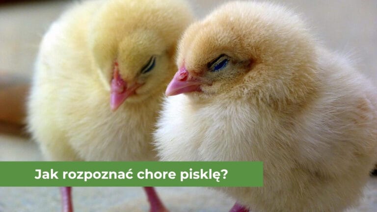 Małe dwa pisklęta z zamkniętymi oczami