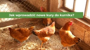 Cztery brązowe młode kury znajdujące się w kurniku