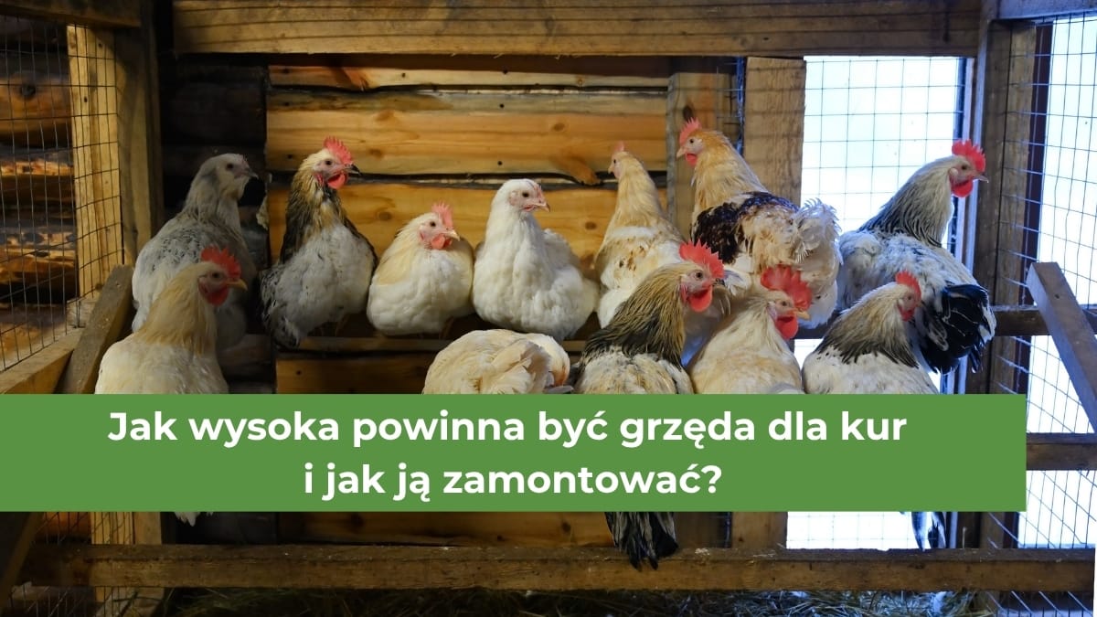 Biało-czarne kury siedzące na grzędzie w kurniku