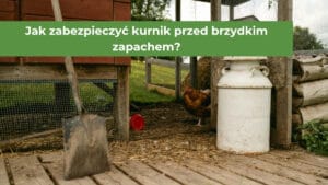 Kura obok kurnika i narzędzi