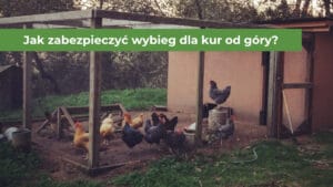 Kolorowe kury na wybiegu zabezpieczonym siatką z góry i po bokach