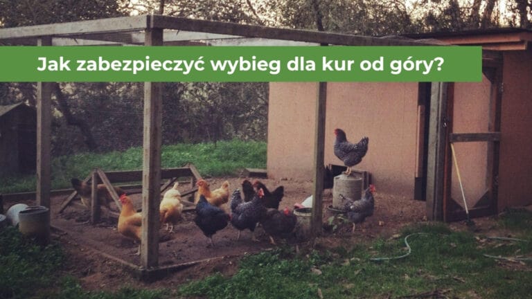 Kolorowe kury na wybiegu zabezpieczonym siatką z góry i po bokach