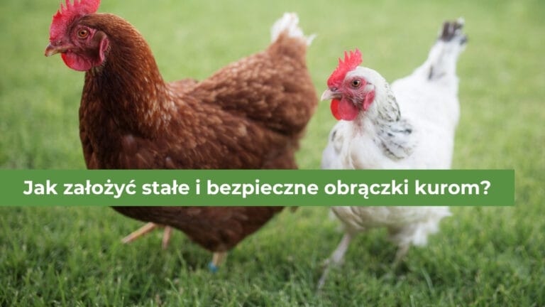 Dwie kury - czerwona i biała - znajdujące się na zielonej trawie
