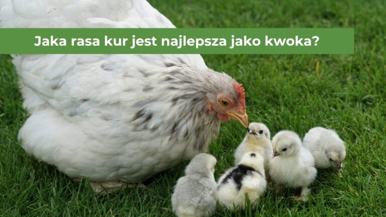 Biała kura z pisklętami na zielonej trawie