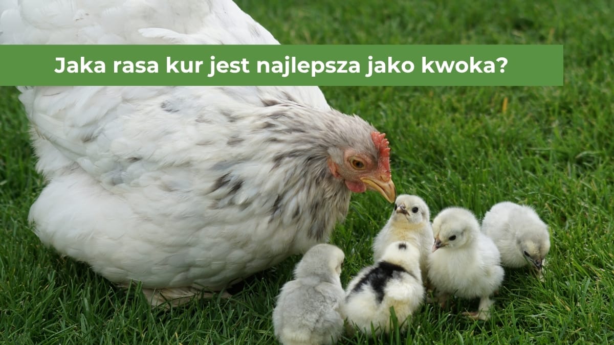 Biała kura z pisklętami na zielonej trawie