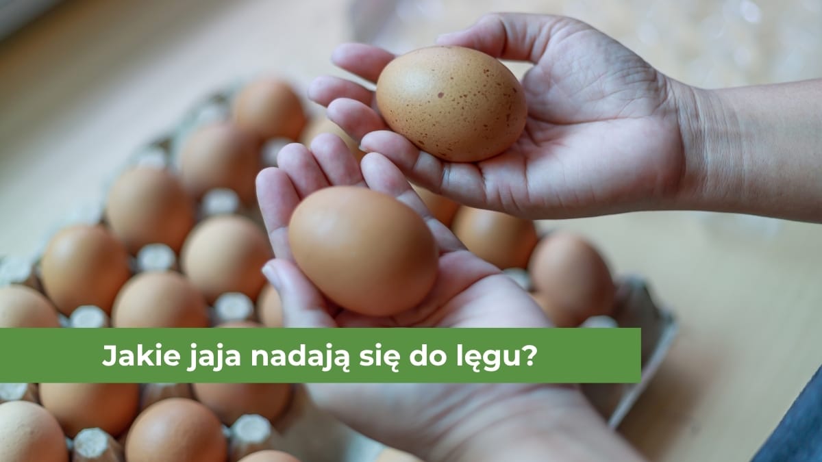 Dwa jaka trzymane w dłoniach na tle pozostałych jajek w wytłaczance