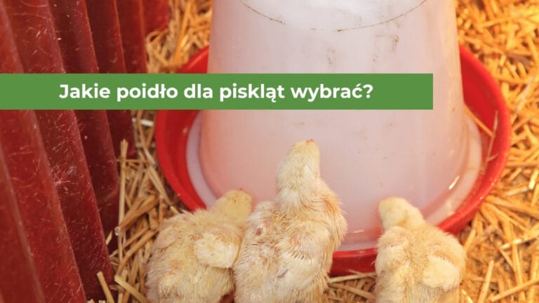Małe żółte pisklęta pijące wodę z poidła syfonowego