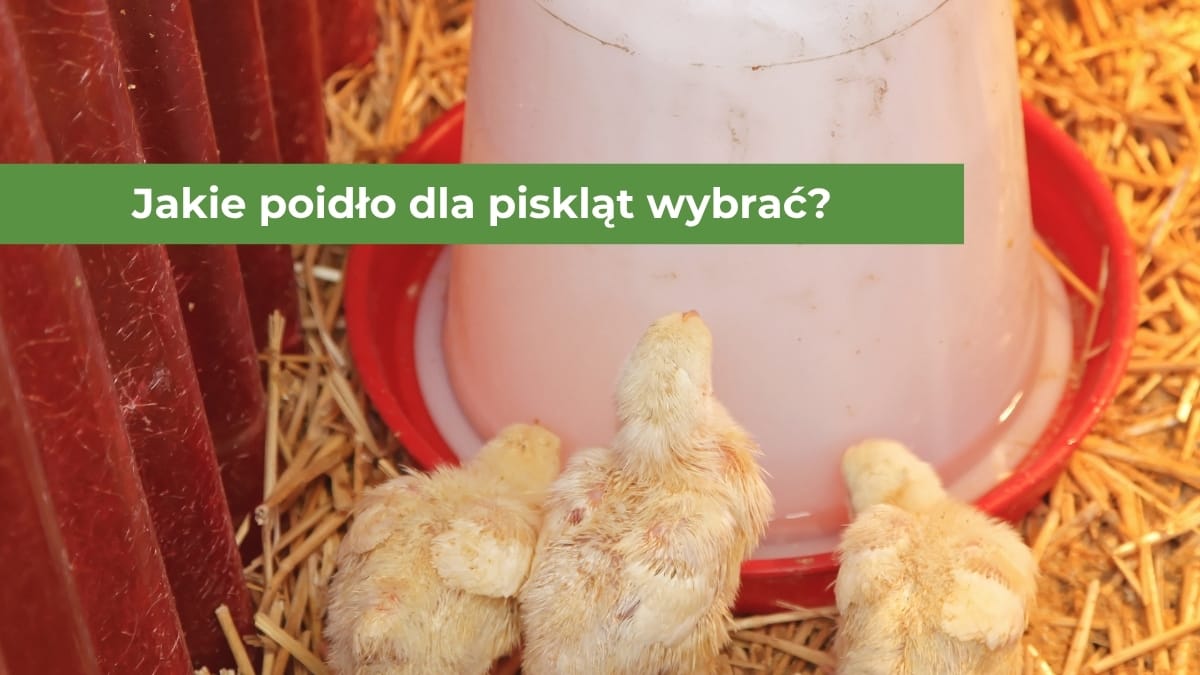 Małe żółte pisklęta pijące wodę z poidła syfonowego