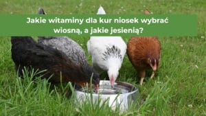 Cztery kury różnego koloru pijące wodę z poidła dla drobiu
