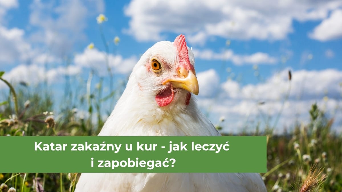 Biała kura na tle zielonej roślinności i błękitnego nieba