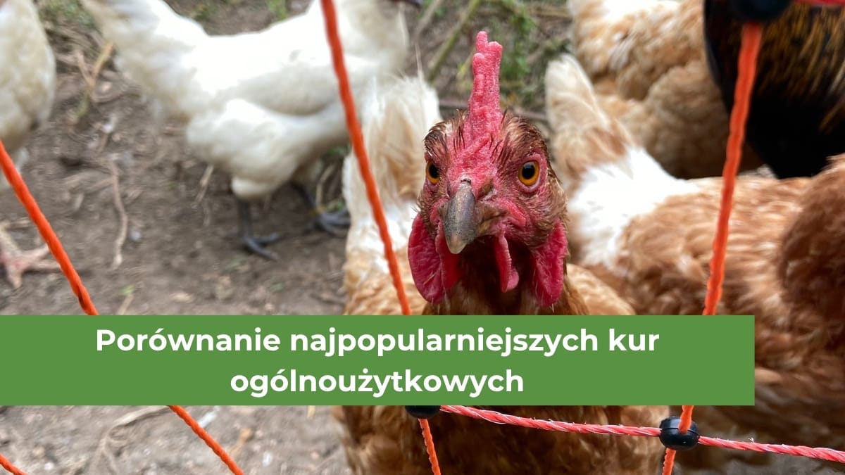 Czerwona kura ogólnoużytkowa na wybiegu na tle innych kolorowych kur