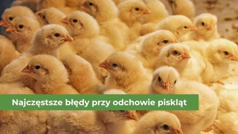 Wiele małych żółtych piskląt