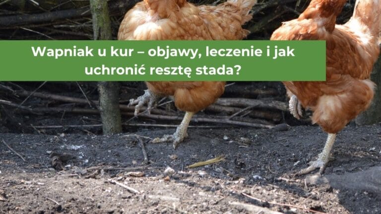 Czerwone kury stojące na jednej łapie z widocznymi zgrubieniami na pazurach świadczących o wapniaku