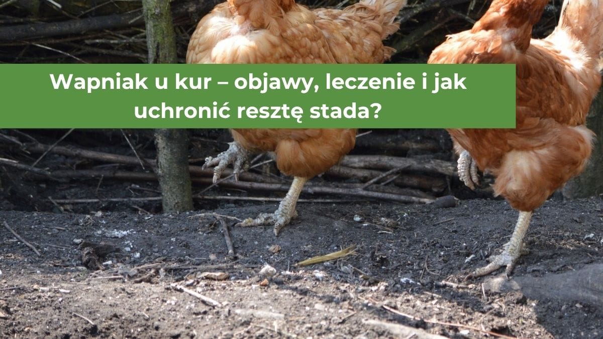 Czerwone kury stojące na jednej łapie z widocznymi zgrubieniami na pazurach świadczących o wapniaku