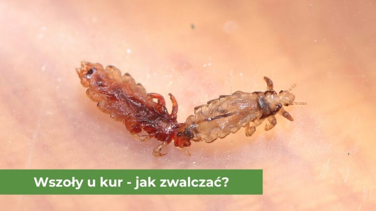 Dwa wszoły u kury z bliska