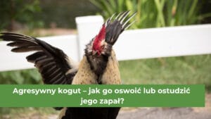 Kogut z uniesionymi skrzydłami na wybiegu