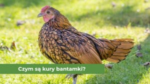 Brązowa kura bantamka na zielonej trawie