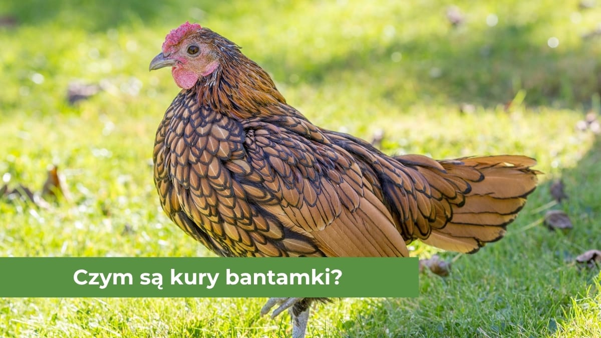 Brązowa kura bantamka na zielonej trawie