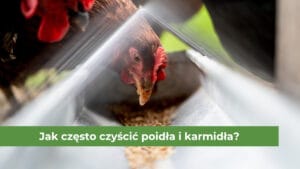 Kura jedząca z karmnika korytkowego